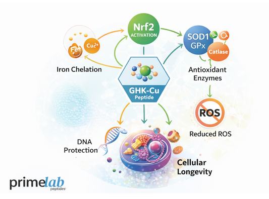 Does GHK-Cu Regulate Antioxidant Defense Systems at the Molecular Level?