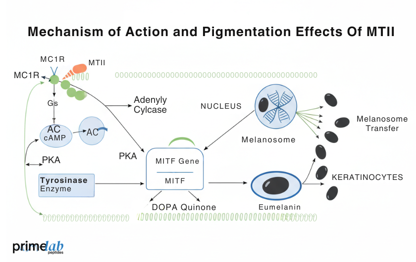 What Is Melanotan II and How Does It Affect Skin Pigmentation?