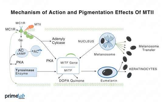 What Is Melanotan II and How Does It Affect Skin Pigmentation?