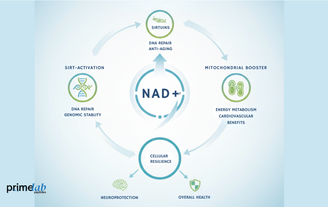 The Future of Wellness: NAD+ 500mg and Its Therapeutic Potential