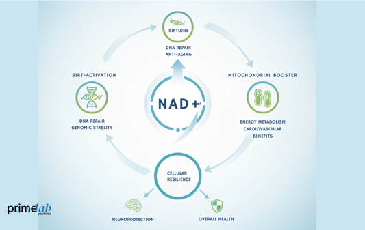 The Future of Wellness: NAD+ 500mg and Its Therapeutic Potential