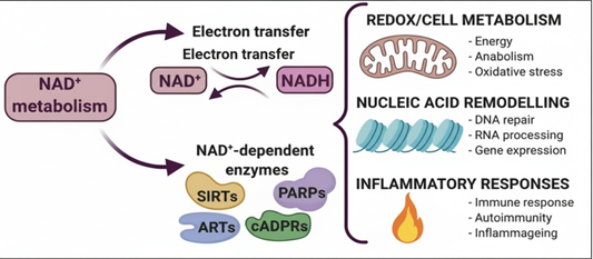 From Exhaustion to Energy:  The Power of NAD+ for Better Health