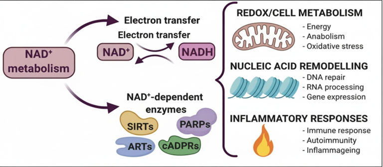 From Exhaustion to Energy:  The Power of NAD+ for Better Health