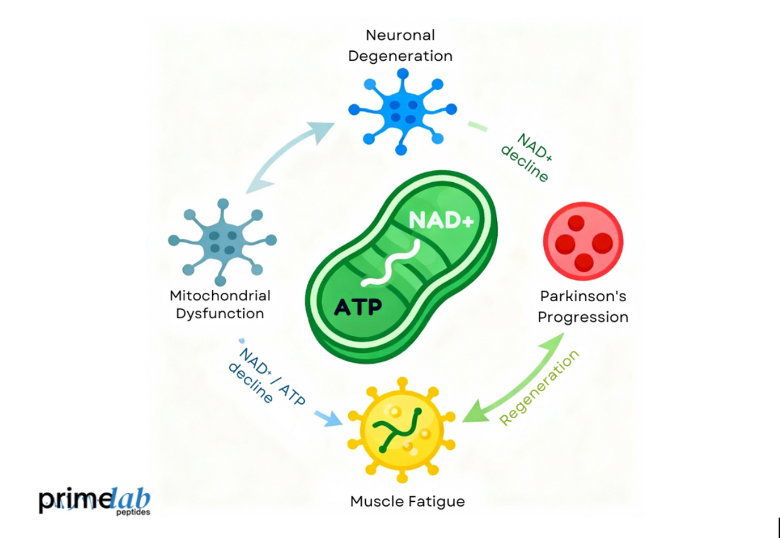 What Is the Link Between NAD+ Deficiency and Parkinson’s Progression?