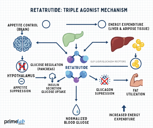 How Does Retatrutide Work as a Triple Agonist?