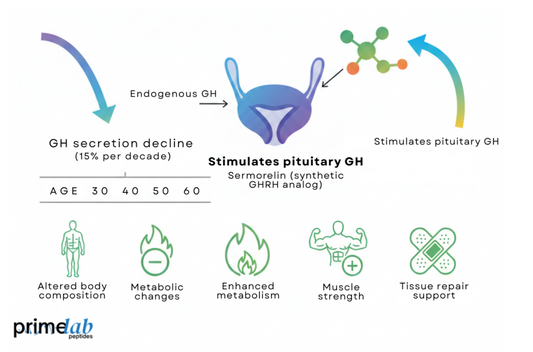 Illustration showing Sermorelin correcting age‑related growth hormone decline, improving body composition and metabolism.