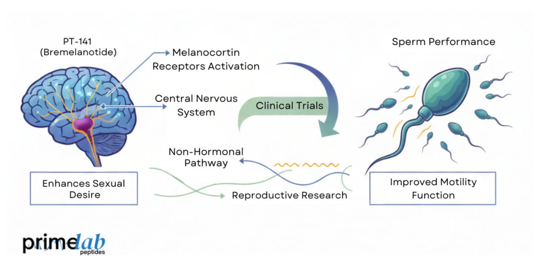 Explore PT-141’s clinical research, mechanisms, and reproductive insights with Prime Lab Peptides’ scientific expertise.