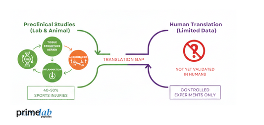 BPC-157 healing: Preclinical data show a translation gap to human validation for musculoskeletal repair.