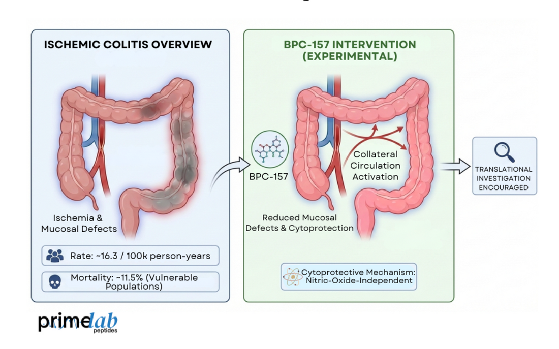 Diagram illustrating experimental BPC-157 effects on ischemic colitis, collateral circulation, and mucosal cytoprotection.