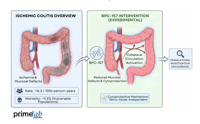 How Does BPC-157 Support Gut Lining Protection in Ulcer Formation?