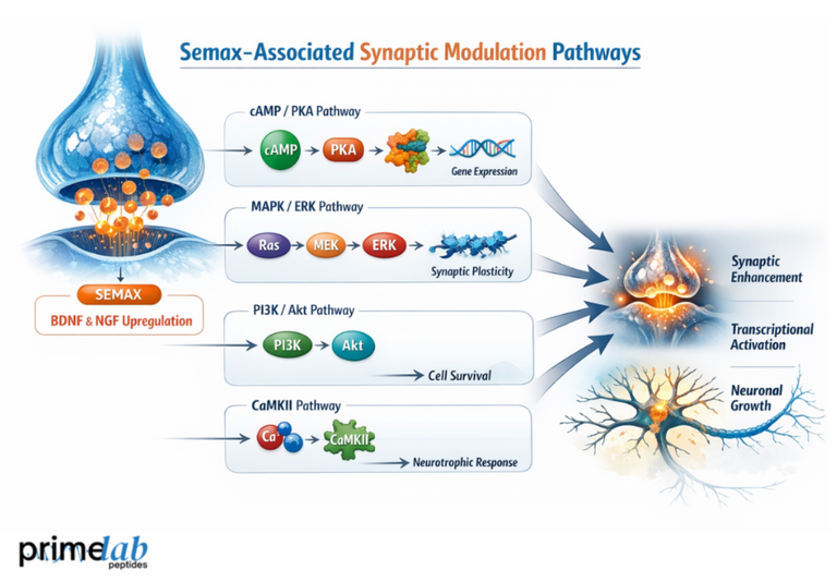What Molecular Pathways Are Most Commonly Linked to Semax-Associated Synaptic Modulation?