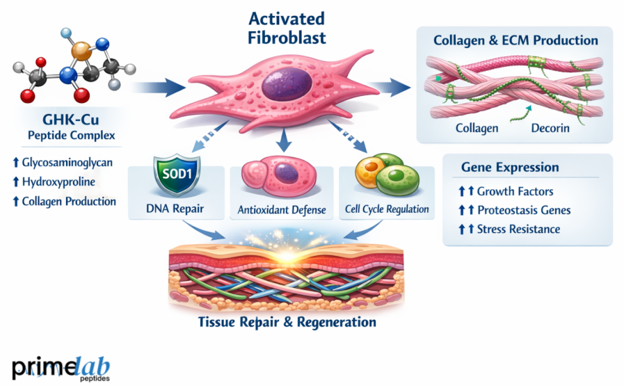 Diagram showing GHK-Cu activating fibroblasts to boost collagen production, gene expression, and tissue repair.