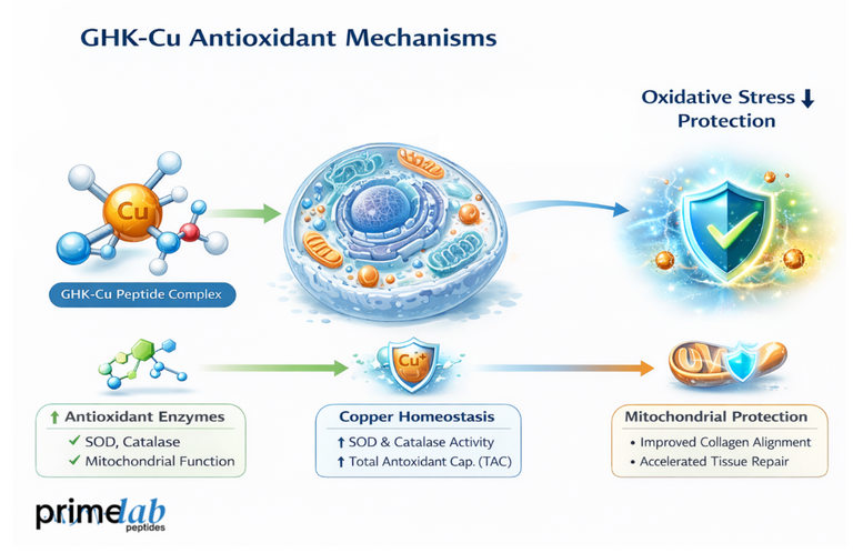 How Does Clinical Research Explain the Role of GHK-Cu in Oxidative Stress Reduction?