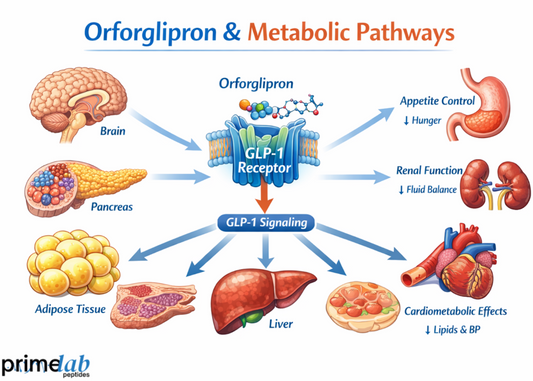 How Does Orforglipron Influence Systemic Metabolic Pathways in Research Models?
