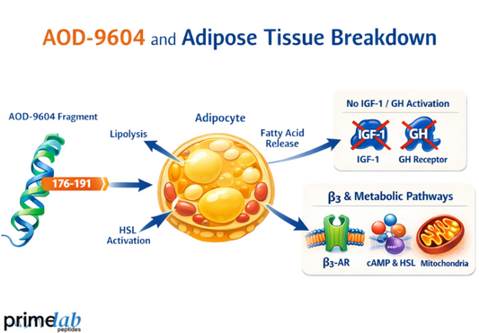 Why Is AOD-9604 Studied For Adipose Tissue Breakdown Research Models?