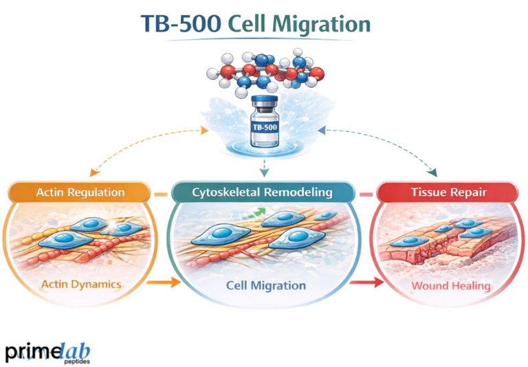 How TB-500 Affects Cytoskeletal Regulation and Stem Cell Migration in Tissue Repair?