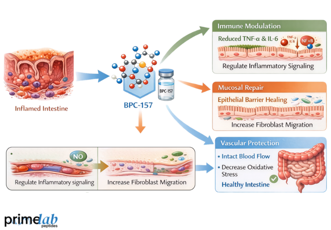 How BPC-157 Influences Inflammation and Mucosal Repair in IBD Models?