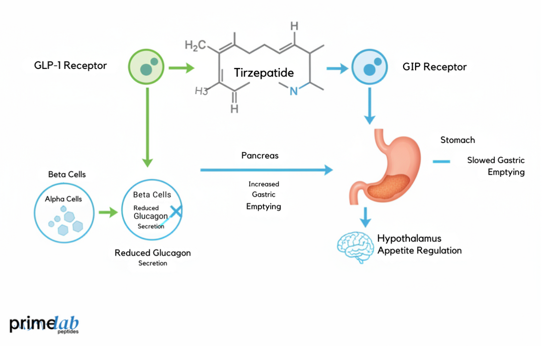 How Does Tirzepatide Work as a Dual GLP-1 and GIP Agonist?