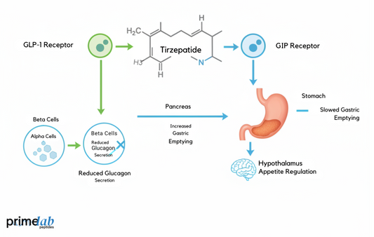 How Does Tirzepatide Work as a Dual GLP-1 and GIP Agonist?