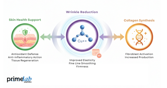 Image illustrating GHK-Cu effects on skin health, wrinkle reduction, and collagen synthesis.