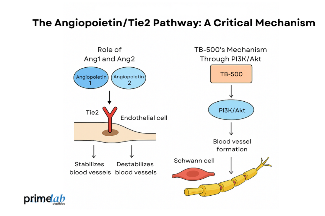 Could TB-500 Help Patients with Peripheral Neuropathy?