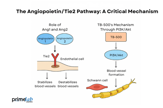 Could TB-500 Help Patients with Peripheral Neuropathy?