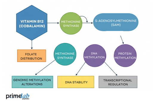 A biochemical pathway diagram showing Vitamin B12's role in methylation and SAM production.