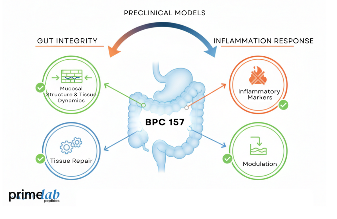 Diagram showing BPC 157 effects on gut integrity and inflammation pathways in preclinical models.