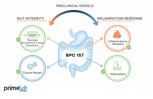 Diagram showing BPC 157 effects on gut integrity and inflammation pathways in preclinical models.