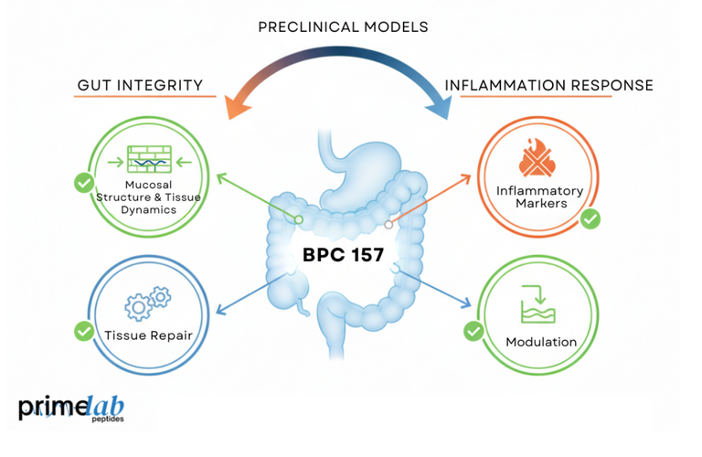 What Research Says Regarding BPC 157 Healing Effects on the Gut and Inflammation?