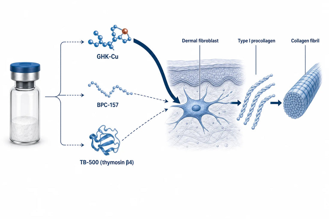 Glow Peptide Collagen: What Research Shows (2026) — diagram: GHK-Cu, BPC-157, TB-500 (thymosin β4), Dermal fibroblast