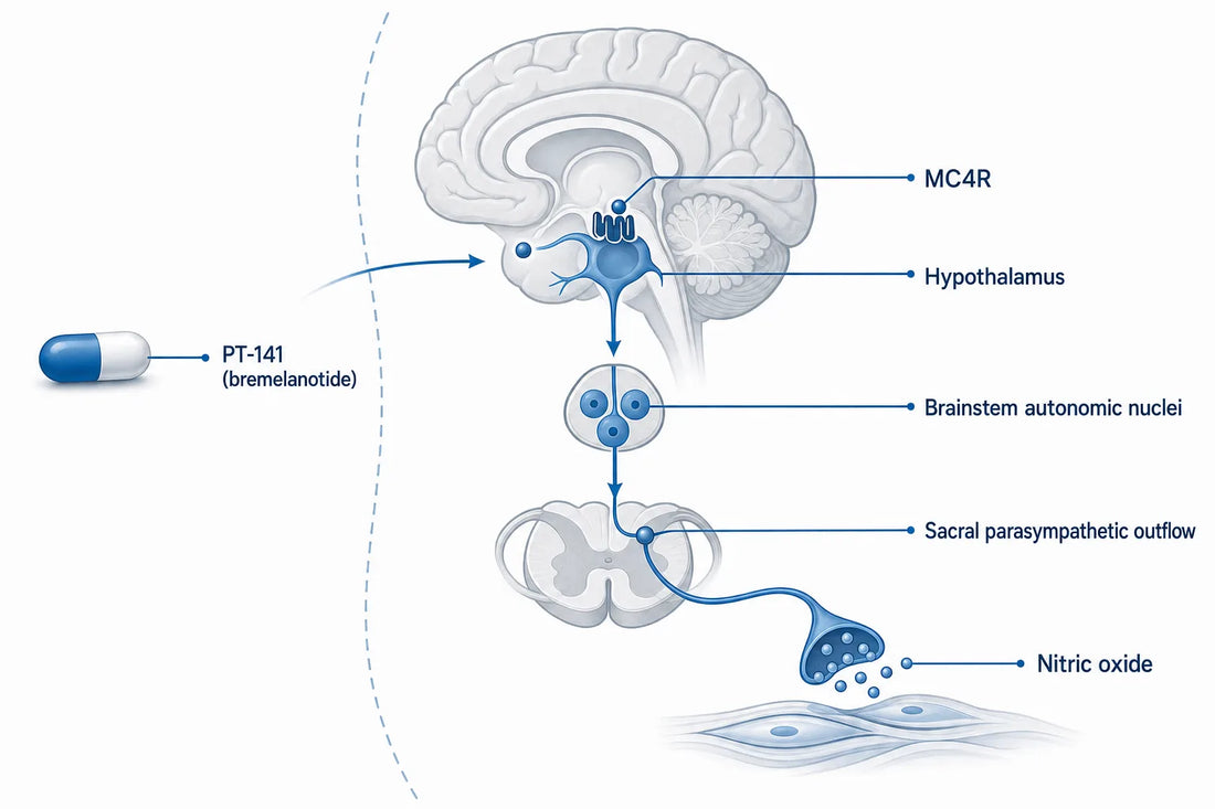 PT-141 and Blood Pressure: What Trials Show (2026) — diagram: PT-141 (bremelanotide), MC4R, Hypothalamus, Brainstem autonomic