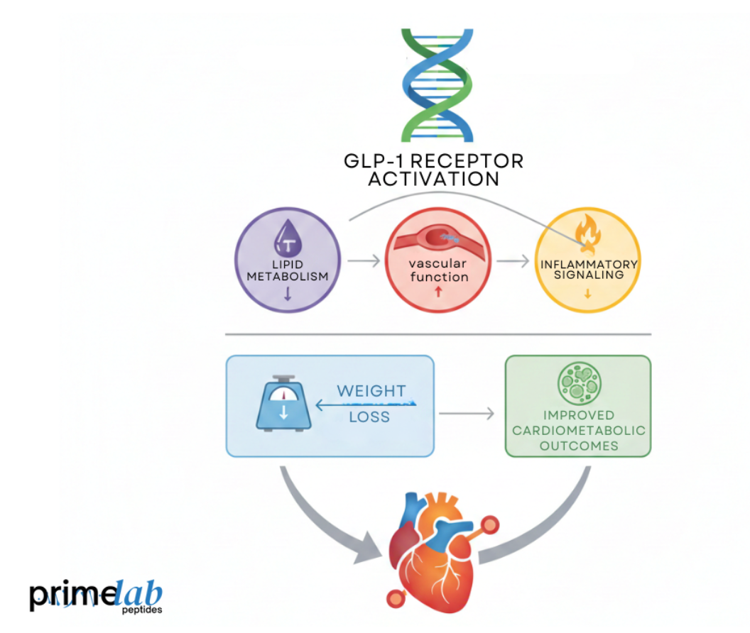 Diagram image showing extended GLP-1 activation improving lipid metabolism, vascular function, inflammation, and cardiometabolic health.