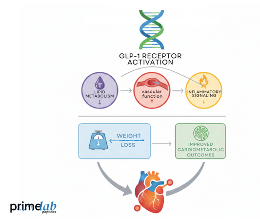 Diagram image showing extended GLP-1 activation improving lipid metabolism, vascular function, inflammation, and cardiometabolic health.