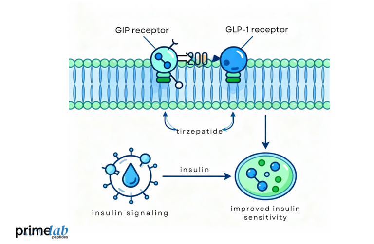 How does Tirzepatide improve insulin sensitivity in research models?