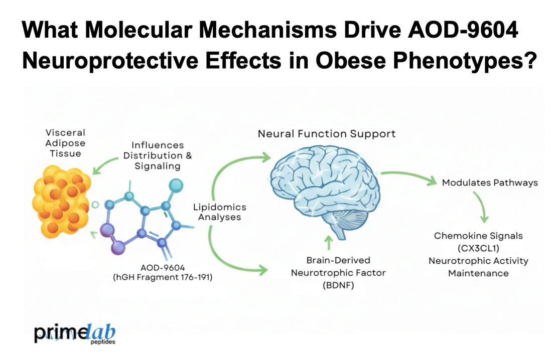 Diagram image shows AOD-9604 linking visceral fat lipidomics with BDNF and CX3CL1.