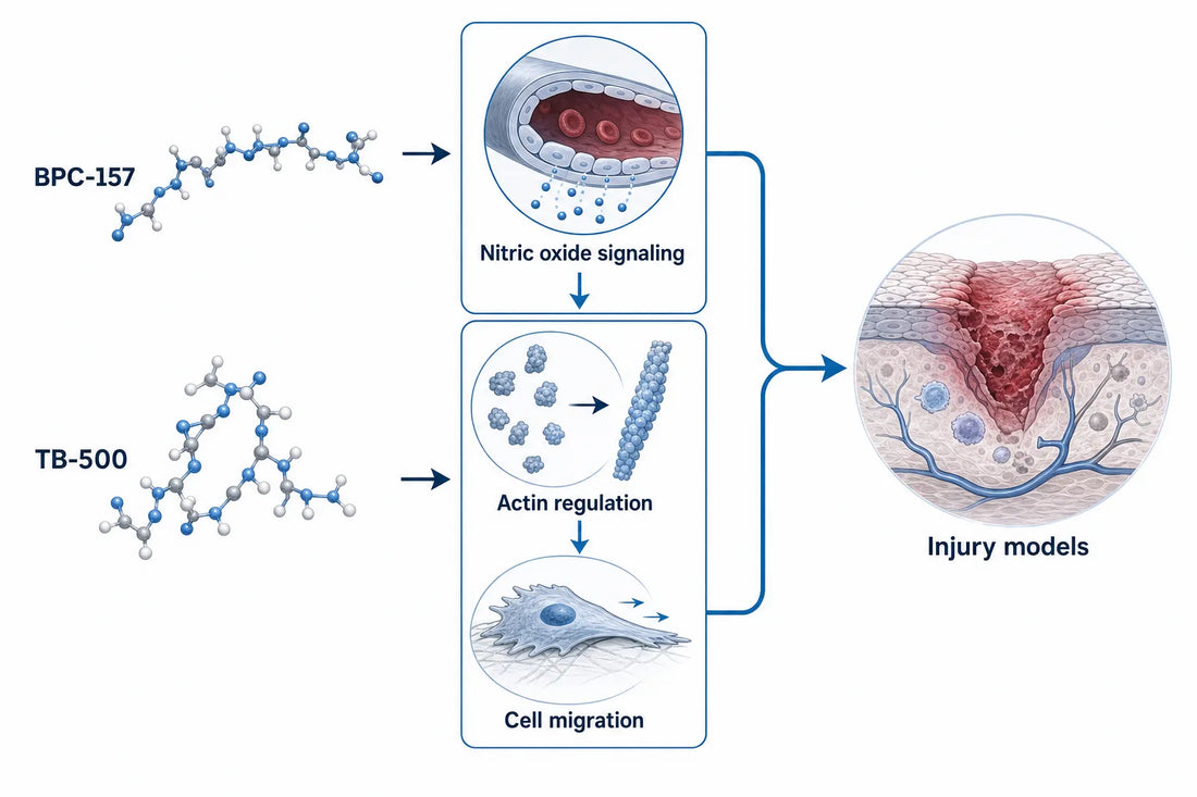 BPC-157 vs TB-500: Differences Explained (2026) — diagram: BPC-157, TB-500, Nitric oxide signaling, Actin regulation