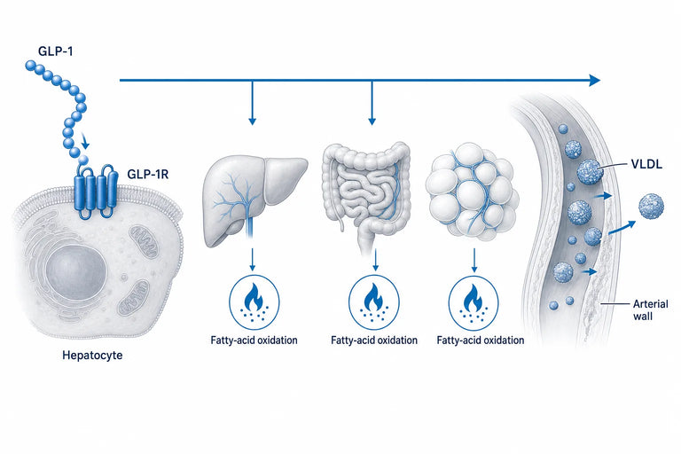 GLP-1 and Lipids: What the Research Shows (2026)