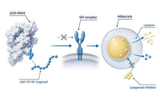 How Does AOD-9604 Peptide Work in Lipolysis and Metabolic Studies? — diagram: AOD-9604, hGH 177-191 fragment, GH receptor, Ad