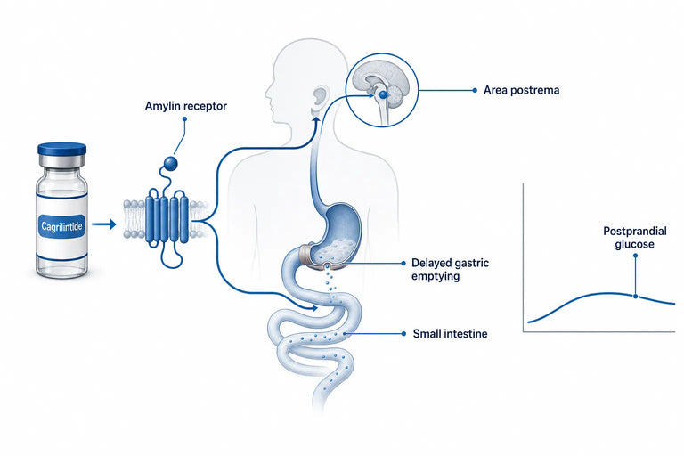 Does Cagrilintide Slow Gastric Emptying? (2026)