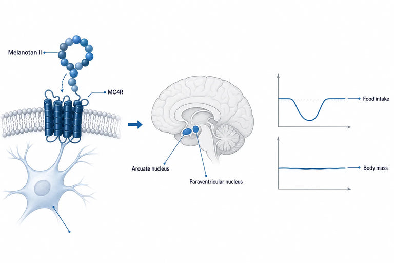 Melanotan 2 Appetite Suppression: How Long It Lasts (2026)