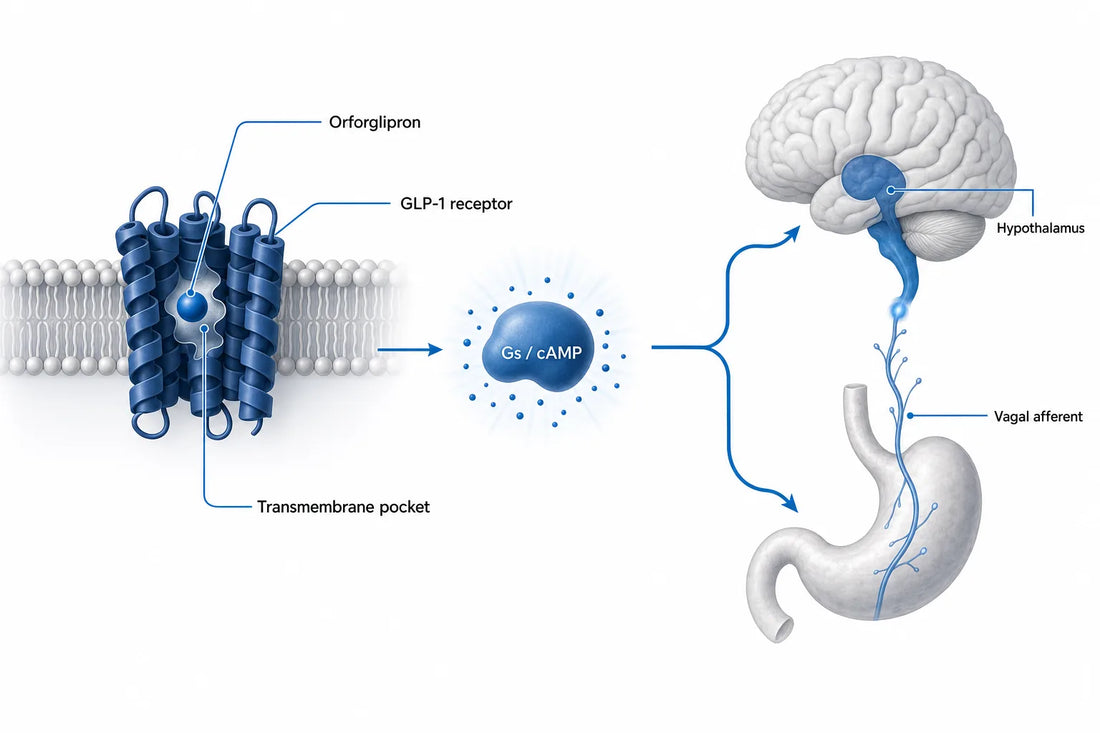 Orforglipron and Appetite: How It Works (2026) — diagram: Orforglipron, GLP-1 receptor, Transmembrane pocket, Gs / cAMP