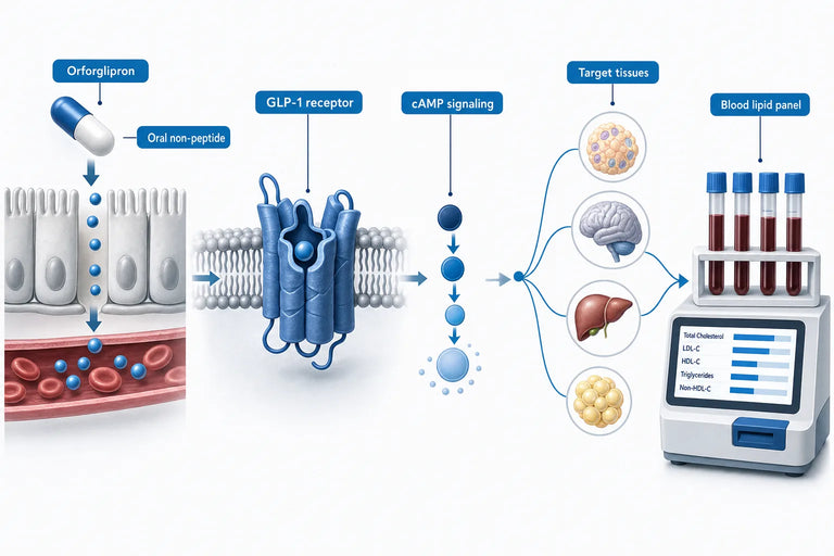 Orforglipron and Cholesterol: What Trials Show (2026)