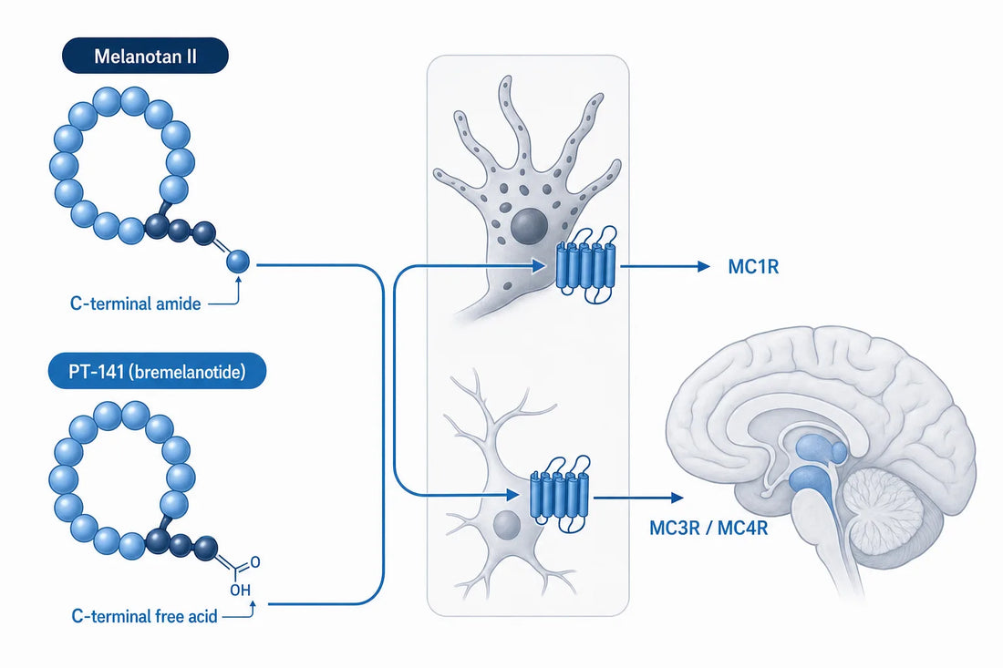 PT-141 vs Melanotan 2: Receptor Differences (2026) — diagram: Melanotan II, PT-141 (bremelanotide), C-terminal amide, C-termi