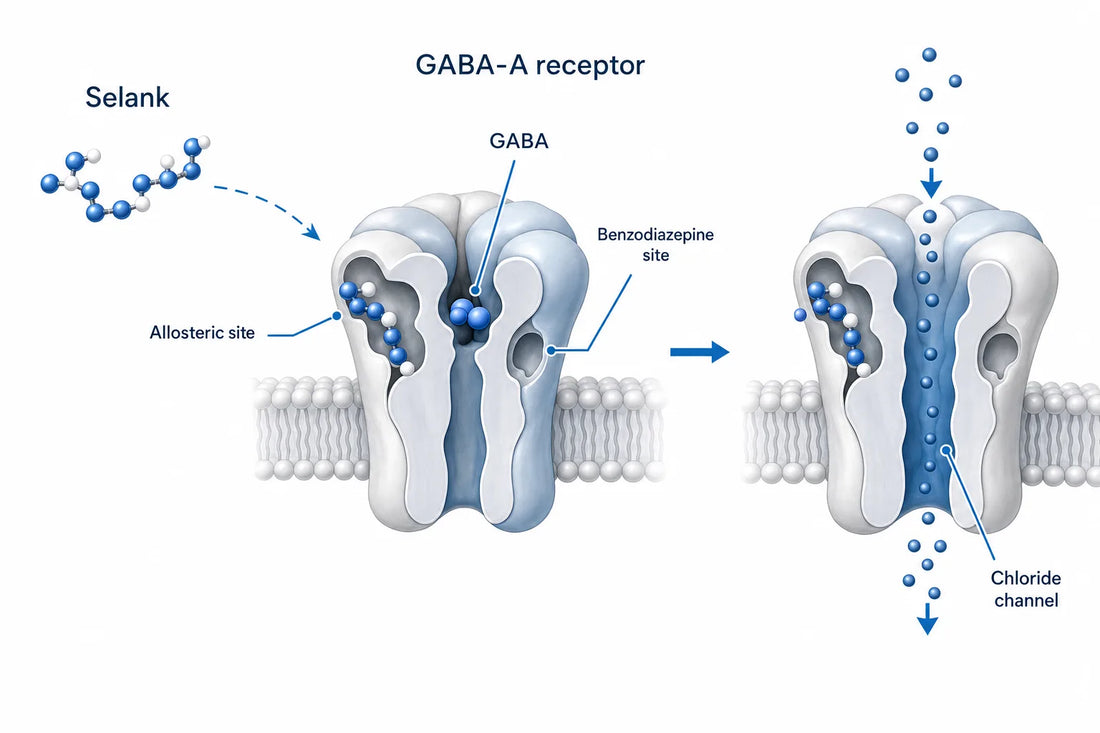 Selank Mechanism of Action: GABA, Not Benzos (2026) — diagram: Selank, GABA-A receptor, Allosteric site, Benzodiazepine site