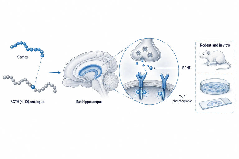 Semax Research: What the Studies Actually Show (2026)