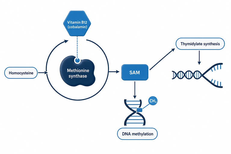 Vitamin B12 and DNA Methylation Explained (2026)