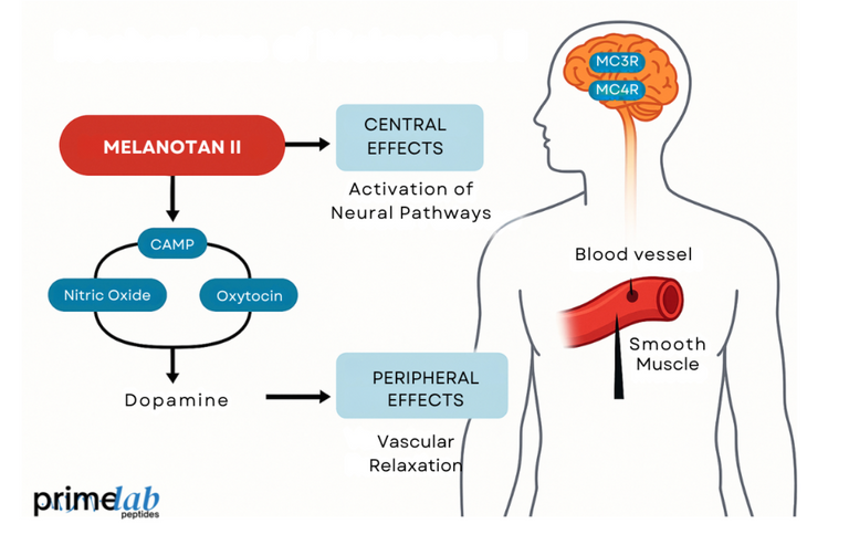 How Does Melanotan II Influence Erectile Performance Mechanistically?