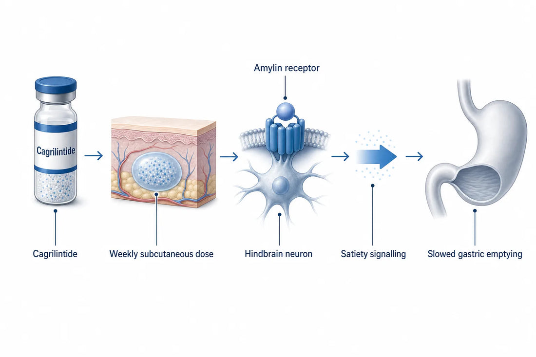 Cagrilintide Dosage: 0.3 to 4.5 mg in Trials (2026) — diagram: Cagrilintide, Weekly subcutaneous dose, Amylin receptor, Hindb