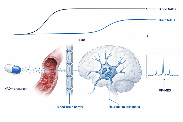 Does NAD+ Reach the Brain? What Trials Show (2026)